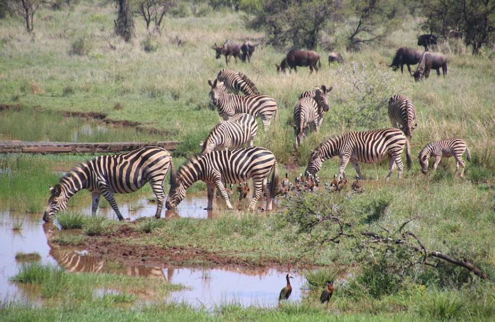 Het onontdekte gezicht van Zanzibar: Een avontuurlijke safari in de wildernis